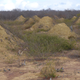 The termite mounds are located in dense, low caatinga forests. The mound fields shown here are visible because the land was cleared for pasture.